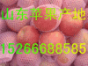 山东红富士苹果低价供应山东苹果价格