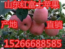 山东红富士苹果低价销售