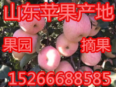 山东红富士苹果哪里价格便宜红富士产地