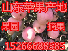 山东红富士苹果紧急出售价格便宜