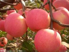 山东红富士苹果产地 苹果最新价格