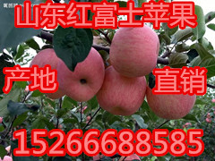 山东苹果批发产地红富士苹果价格