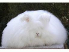 长毛兔养殖 兔毛价格