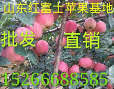 山东红富士苹果今日产地价格