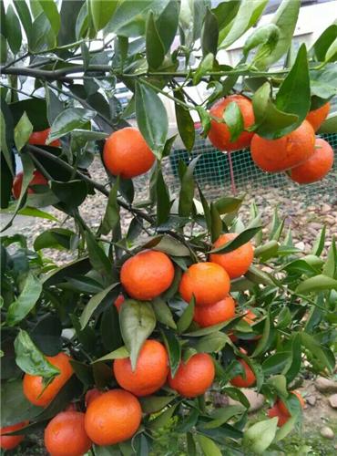 新品种东方红柑桔苗图片,世纪红柑橘苗价格图