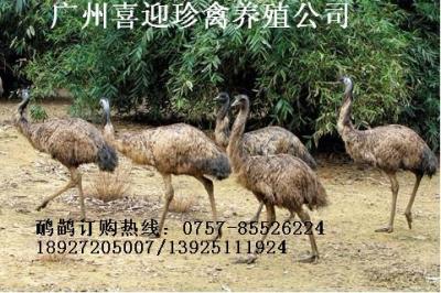 天津鴯鹋苗價(jià)格 鴯鹋苗 鴯鹋苗養(yǎng)殖場(chǎng)