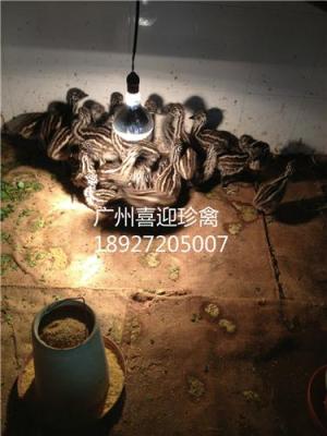 天津鴯鹋苗價(jià)格 鴯鹋苗 鴯鹋苗養(yǎng)殖場(chǎng)