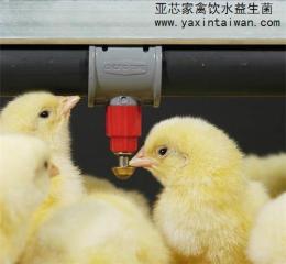家禽饮水益生菌 益生菌添加剂 高活性乳酸菌