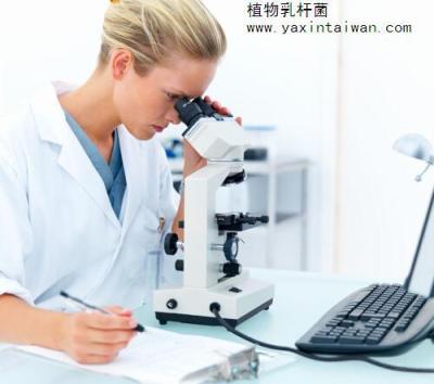 植物乳桿菌 果蔬發(fā)酵 食品發(fā)酵 菌粉原料