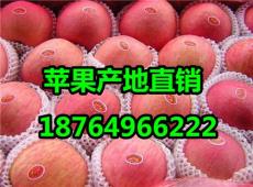 山東紅富士蘋果價格山東蘋果價格