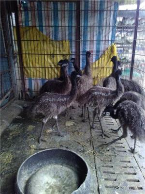 四川鴯鹋苗批發(fā)價格 成都鴯鹋苗批發(fā)價格