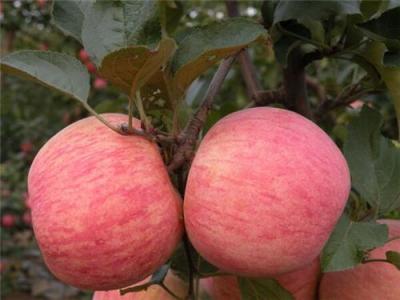 山東精品紙袋紅富士蘋果產地批發價格