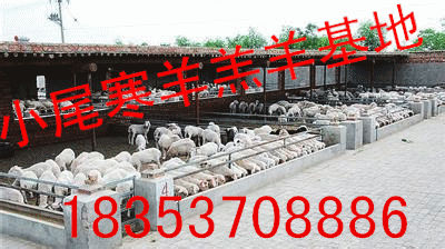 種羊基地種羊價格種羊批發價格