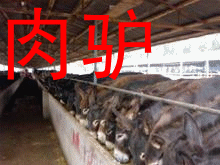 肉驢價格肉驢繁育基地驢駒價格最新肉驢價格