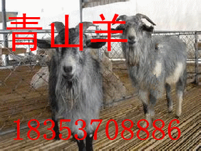 種羊基地種羊價格種羊批發價格