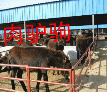 肉驢價格肉驢繁育基地驢駒價格最新肉驢價格