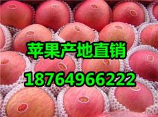 山东苹果产地批发价格今日红富士苹果价格