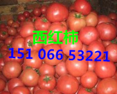 西红柿产地山东临沂西红柿种植基地批发行情