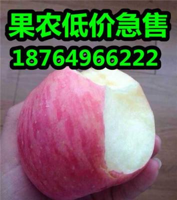 山東蘋果產(chǎn)地優(yōu)質(zhì)山東紅富士蘋果價(jià)格