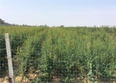 河阴石榴树苗栽种厂家 石榴树注重全面管理