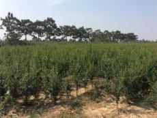 河阴石榴树苗培养基地 石榴树种植方法