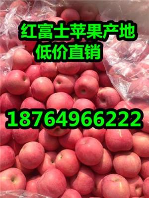 山东苹果产地价格红富士苹果批发价格