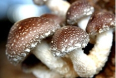 出售干香菇和很多不同种类的食用菌