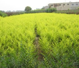 供應(yīng)金葉榆價(jià)格 金葉榆批發(fā) 河北金葉榆產(chǎn)地