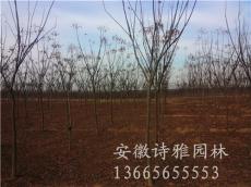 安徽肥西栾树基地 2-12公分栾树低价出售