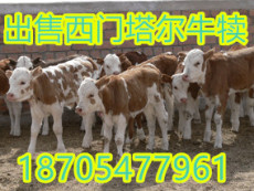 肉牛养殖 小牛犊价格 200斤的牛犊多少钱