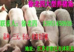 益阳仔猪价格2016年衡阳猪苗价格行情