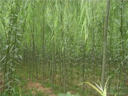 河北速生垂柳 速生垂柳價(jià)格