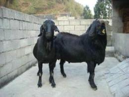 黑山羊多少钱一只 黑山羊养殖